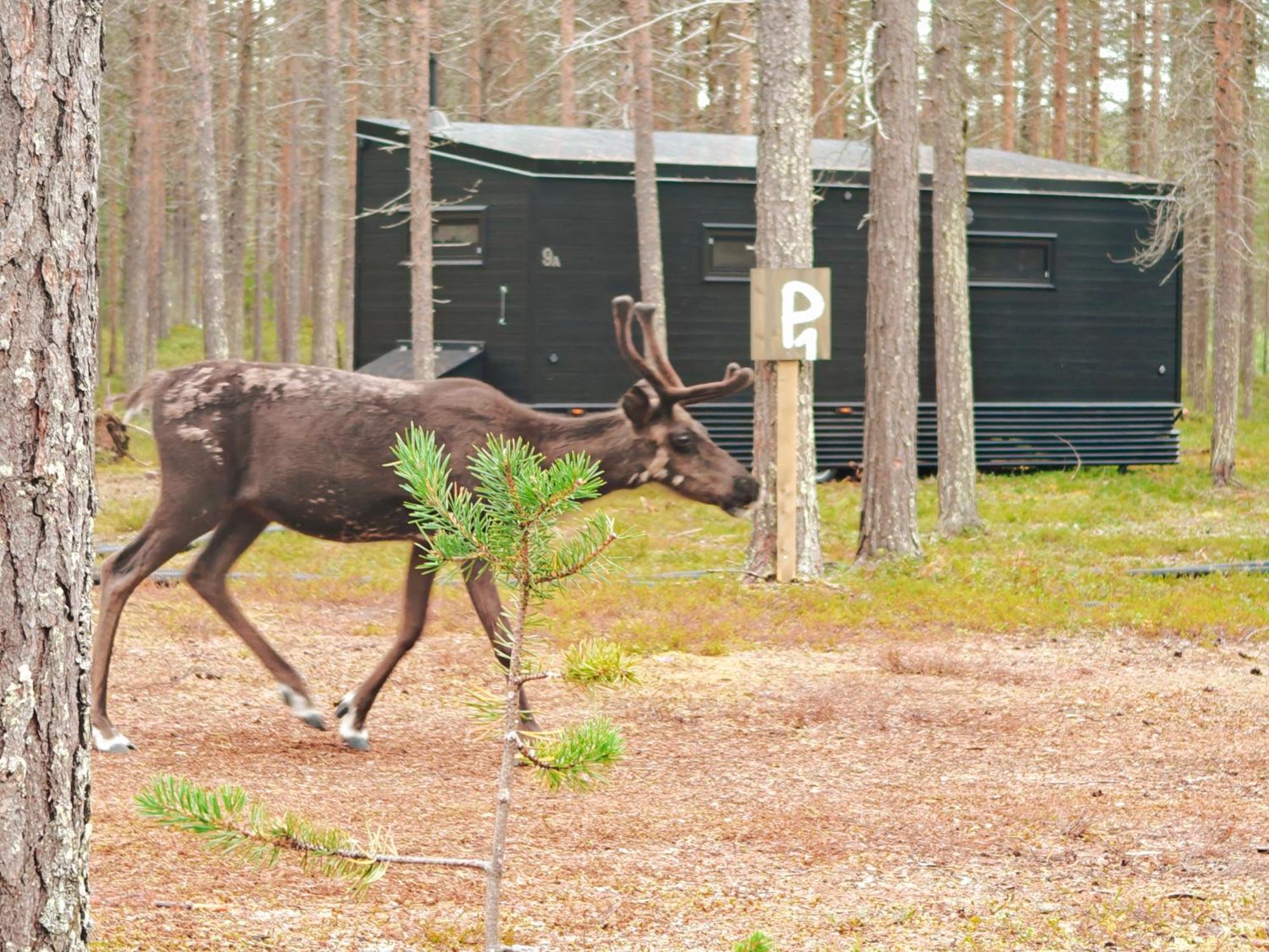 Lapland Riverside, Landscape Cabin, Kuukkeli 6, Yllaes, Tiny Home With Sauna, Fireplace, Terrace, Bbq, Wifi, Ski, Fishing, Pets Ok Äkäslompolo 外观 照片